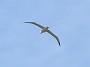 18.12- Un albatros royal en vol